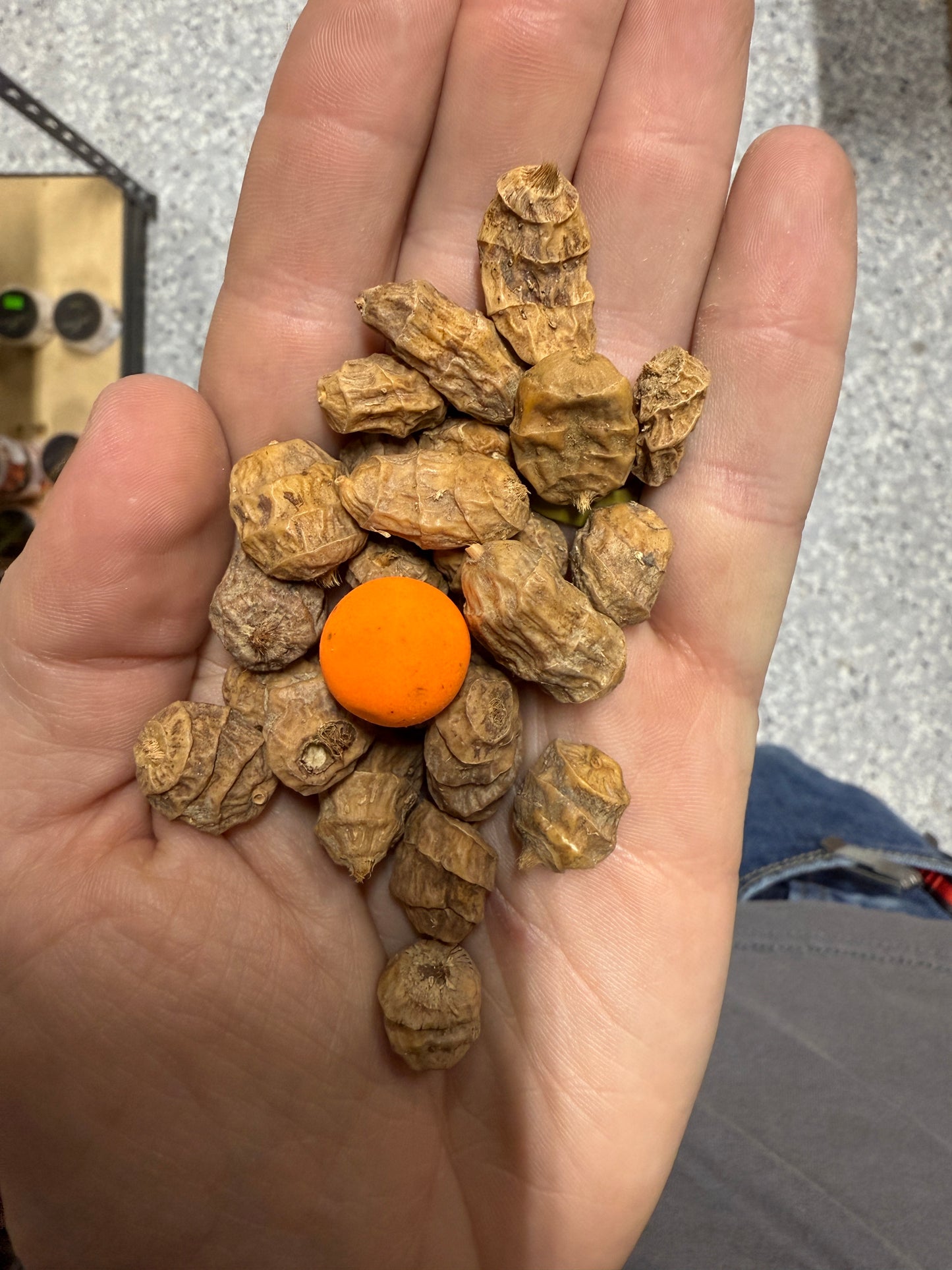BCT XXL Tiger Nuts