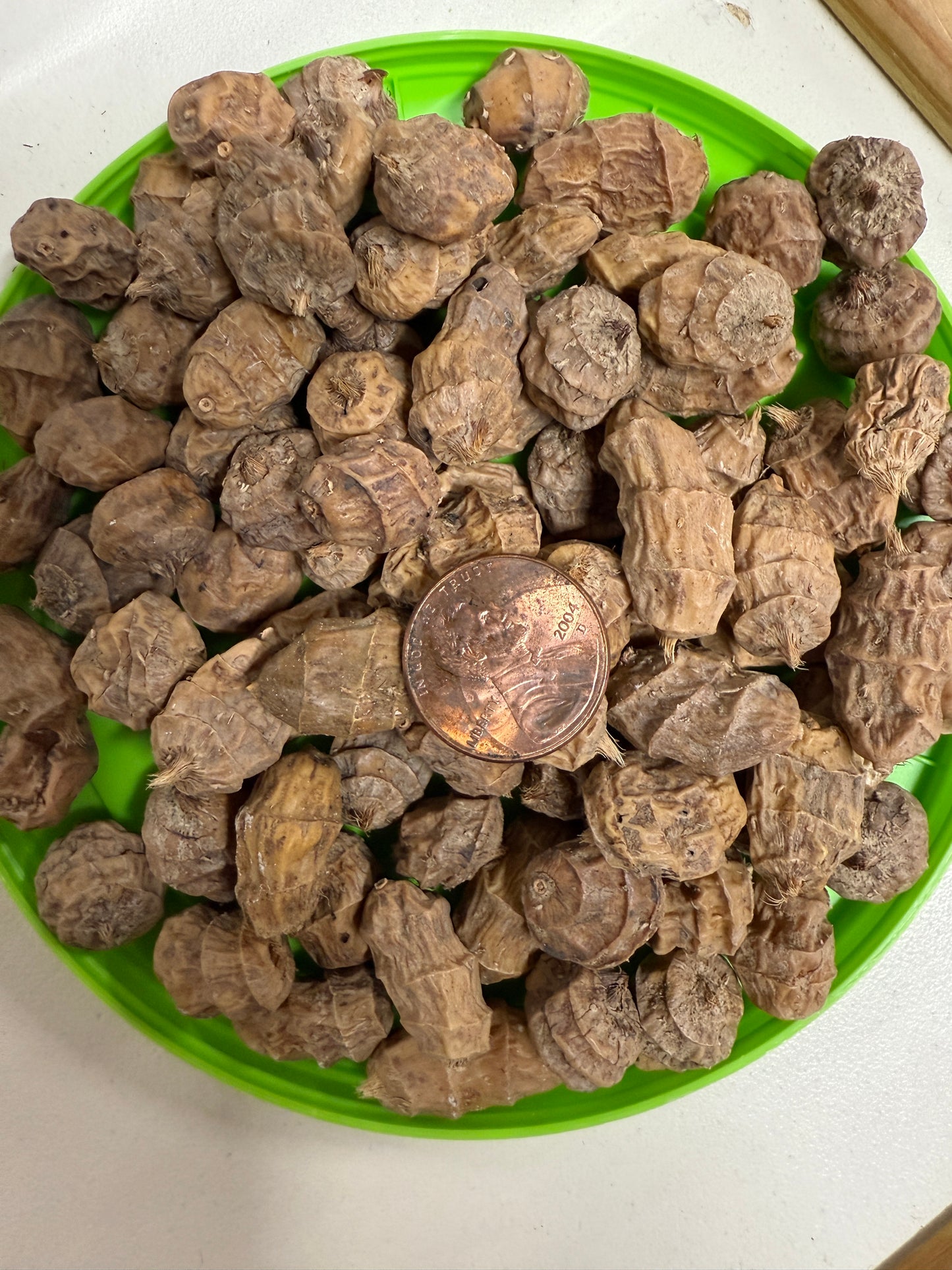 BCT XXL Tiger Nuts