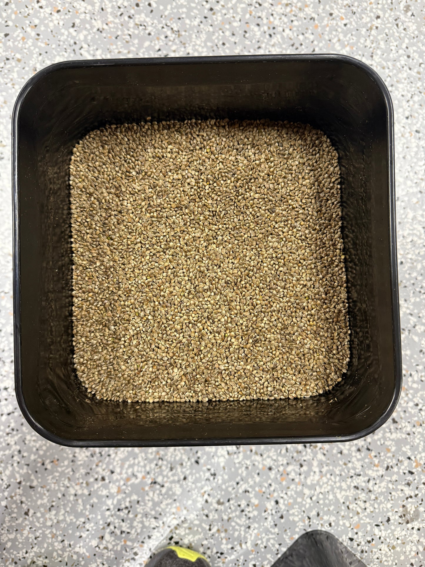 BCT 4 Gallon Bucket 8kg Bait Deal