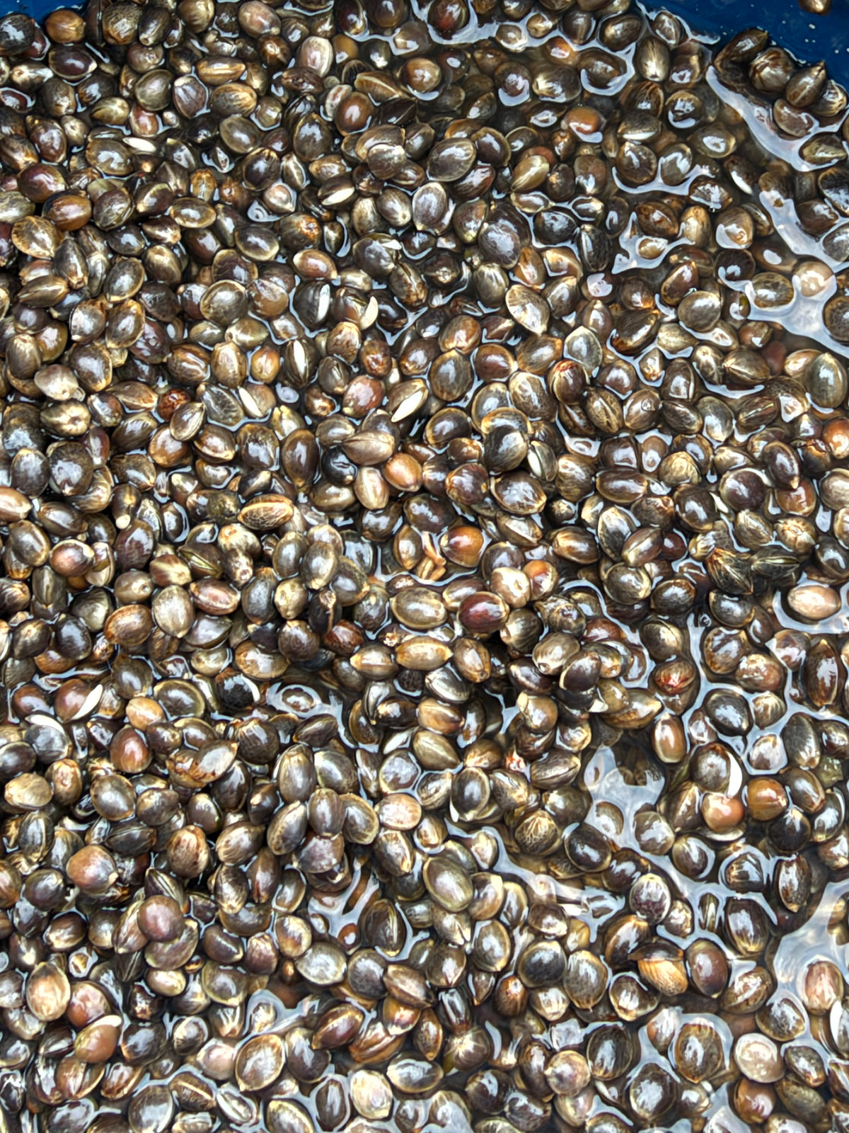 BCT Hemp Grain XL