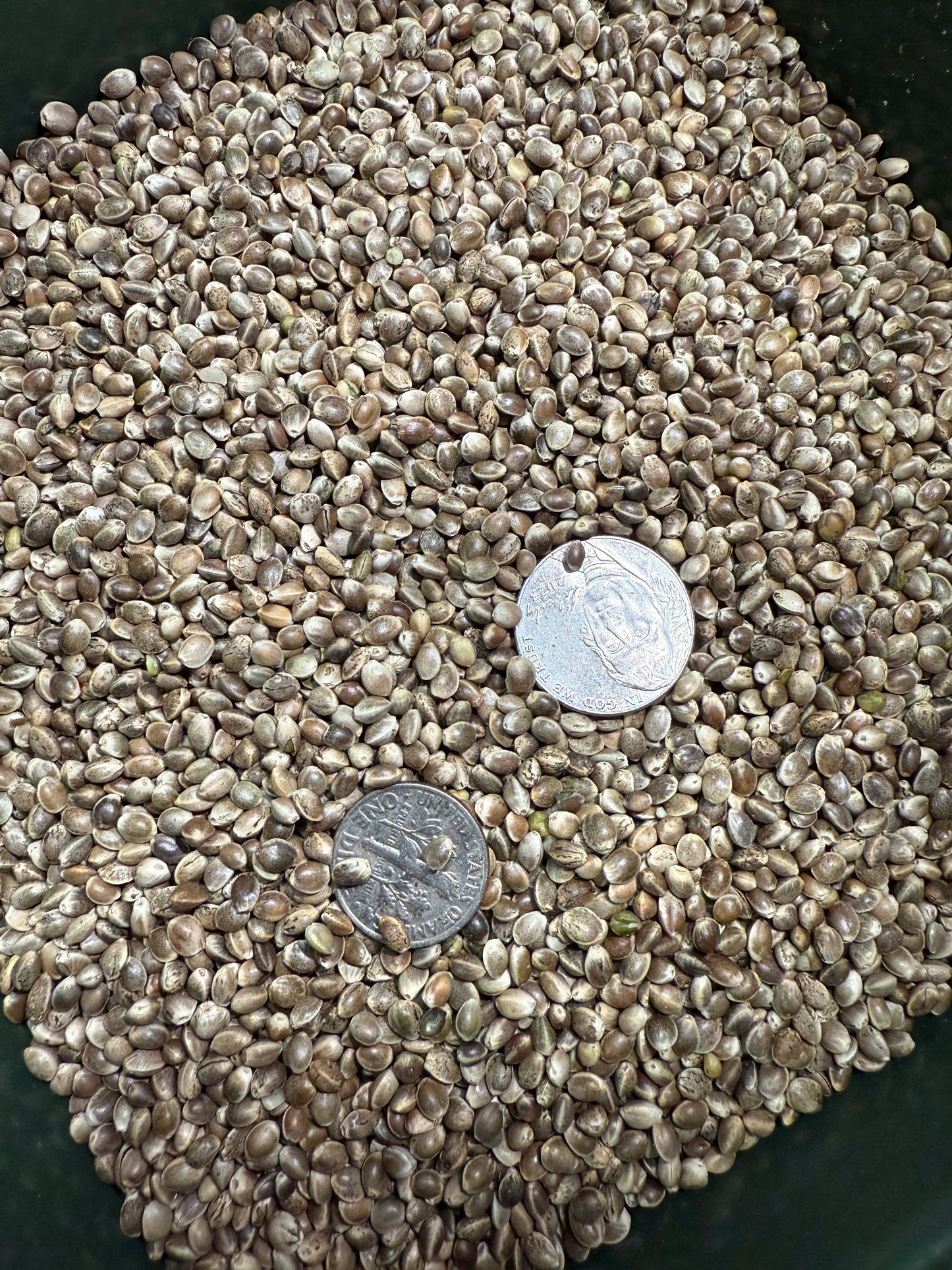 BCT Hemp Grain